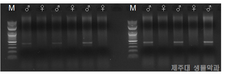 SRY 유전자 증폭 결과