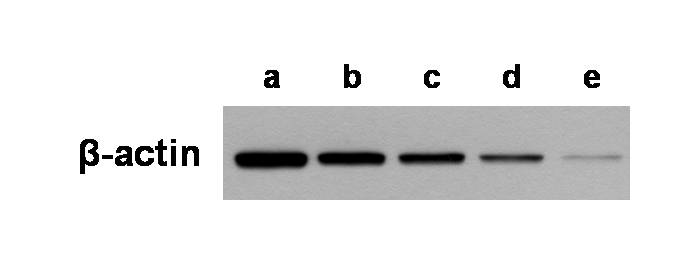 동물생리학및실험 결과